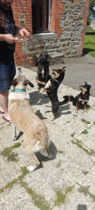Photo de galerie - Garde chien