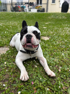 Photo de galerie - Un chien que je garde régulièrement 