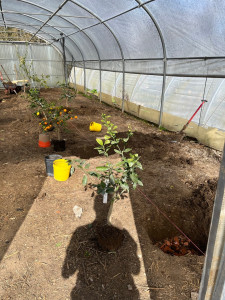 Photo de galerie - Plantation d'agrume sous serre 