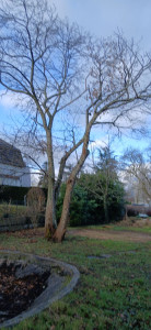 Photo de galerie - Abattage d'arbre Avant 