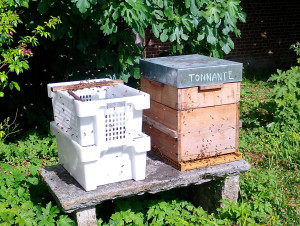 Photo de galerie - Apiculture à la maison 