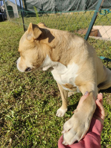 Photo de galerie - Un staffie trop chou