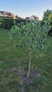 Photo de galerie - Taille du jour