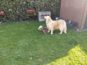 Photo de galerie - Garde chiens 
