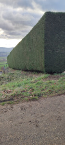 Photo de galerie - Taille cyprès 