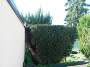 Photo de galerie - Taille de haies et d'arbustes