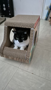 Photo de galerie - Garde chat
