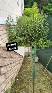 Photo de galerie - Petit aperçu d’un avant après débroussaillage 