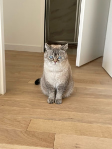 Photo de galerie - Garde de chat à domicile