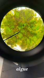 Photo de galerie - Observation au microscope