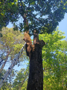 Photo de galerie - Elagage et coupe d'arbres