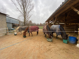 Photo de galerie - Propriétaire de 4 chevaux, je peux prendre soin de vos chevaux.
nourriture
soin
sortie ..