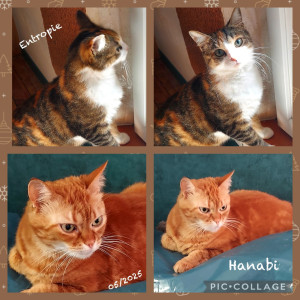 Photo de galerie - Hanabie et Entropie que nous avons gardés fin mai 2025 , chats très sympa ? 
