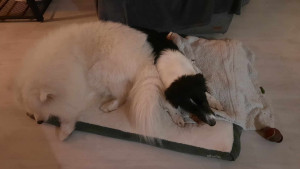 Photo de galerie - Mila & Livai 
