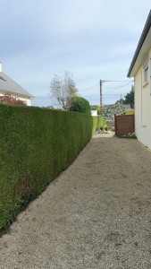 Photo de galerie - Taille de haie 