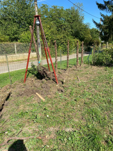 Photo de galerie - Arrachage de thuyas 