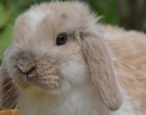 Photo de galerie - Une lapine qui s'appelle Déborah ?