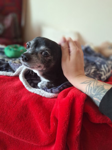 Photo de galerie - Garde de chien. 