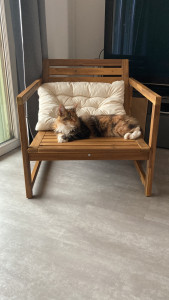 Photo de galerie - Garde de chats