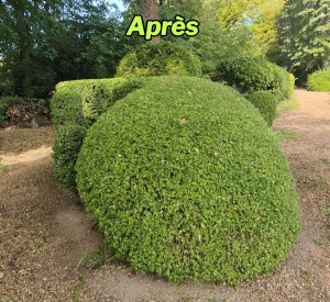 Photo de galerie - Après: Taille 
