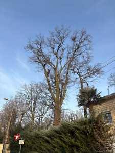 Photo de galerie - élagage arbre dangereux 
