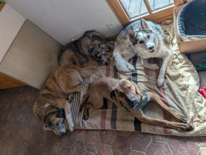 Photo de galerie - Garde chien