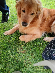 Photo de galerie - Garde chien