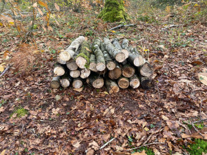 Photo de galerie - Abattage châtaignier 