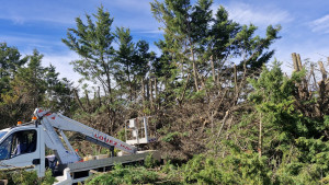 Photo de galerie - Abattage darbe 