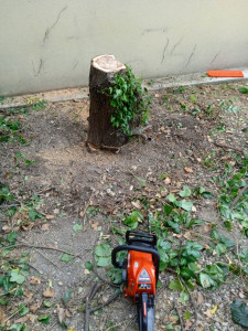 Photo de galerie - Elagage et coupe d'arbres