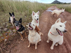 Photo de galerie - Garde chien
