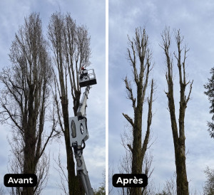 Photo de galerie - Elagage et coupe d'arbres
