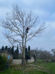Photo de galerie - Elagage et coupe d'arbres
