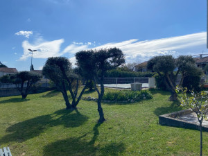 Photo de galerie - Taille d’oliviers 