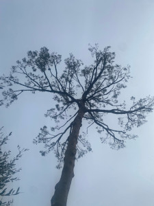Photo de galerie - Formation d’un pin en taille ornementale 
