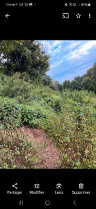 Photo de galerie - Debroussaillage de jardin, ortie très très hautes.