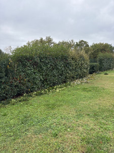 Photo de galerie - Taille de haies 