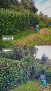 Photo de galerie - Taille de haie