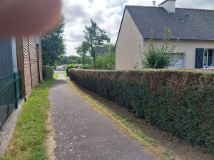 Photo de galerie - Haie tailler chez client