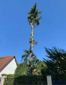 Photo de galerie - Elagage et coupe d'arbres