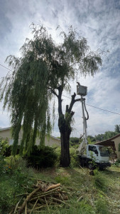 Photo de galerie - Coupe d’arbre 