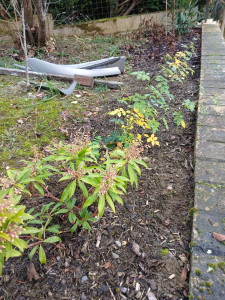 Photo de galerie - Désherbage chez un client 