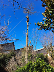 Photo de galerie - Abattage d'un cèdre mort, contraintes au sol avec des jardins, clôtures et bâtiment à proximité. Le bois a été coupé, fendu et rangé dans une cave pour bois de chauffage.