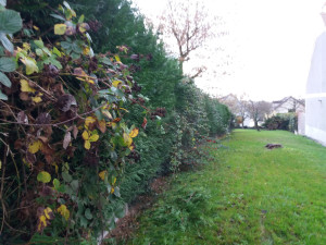 Photo de galerie - Avant taillage