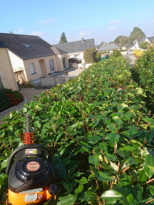 Photo de galerie - Taille de haies et d'arbustes