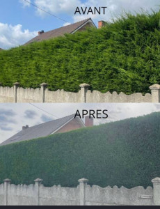 Photo de galerie - Taille de haies et d'arbustes