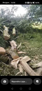 Photo de galerie - Coupe de bois 