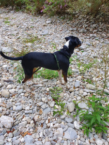 Photo de galerie - Promenade d'un jeune chien à Cognin