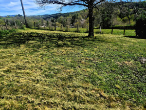 Photo de galerie - La tonte et le Débroussaillage sont une de mes spécialités,  de plus je suis agréé SAP donc vous serez remboursé a hauteur de 50% sur vos impôts ?