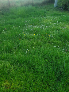 Photo de galerie - Tonte de pelouse - Débroussaillage